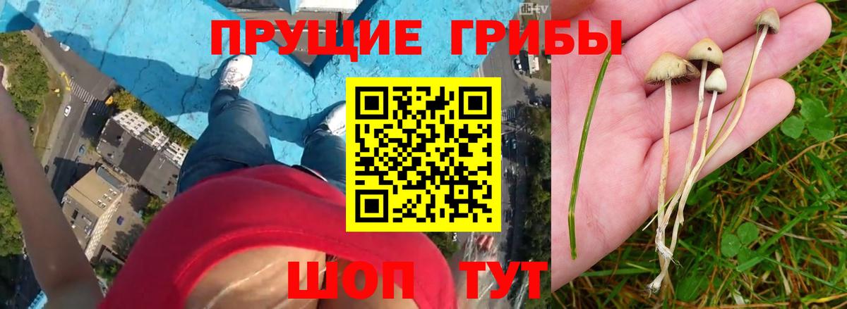 Нарьян-Мар  магазин продажи наркотиков  Вход с VPN  Галлюциногенные грибы Cubensis 